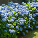 Blue Hydrangea Live Plant, 2.5 Inch Pot, Color Changing Hydrangea Bush, Hardy Perennial Flowering Shrub, 6-12" Tall
