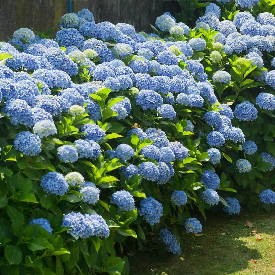 Blue Hydrangea Live Plant, in Quart Pot, Color Changing Hydrangea Bush, Hardy Perennial Flowering Shrub, 8-14" Tall