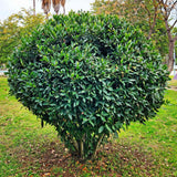 Bay Leaf Tree Live, 7-10 Inch Tall Laurus Nobilis Bay Laurel Plant for Outdoor or Indoor Growing