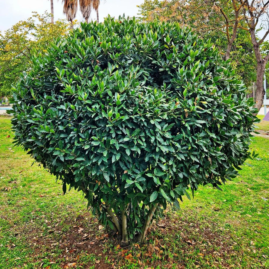 Bay Leaf Tree Live, 7-10 Inch Tall Laurus Nobilis Bay Laurel Plant for Outdoor or Indoor Growing