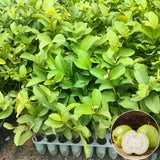 Guava Plant Live, 6-10 Inch Tall, Tropical Guava Tree in 4” Pot for Indoor or Outdoor Growing (White Guava)