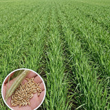 4Lbs Rye Cover Crop Seeds for Planting, Rye Grass Seeds for Garden, Lawn, Outdoor Ground Cover