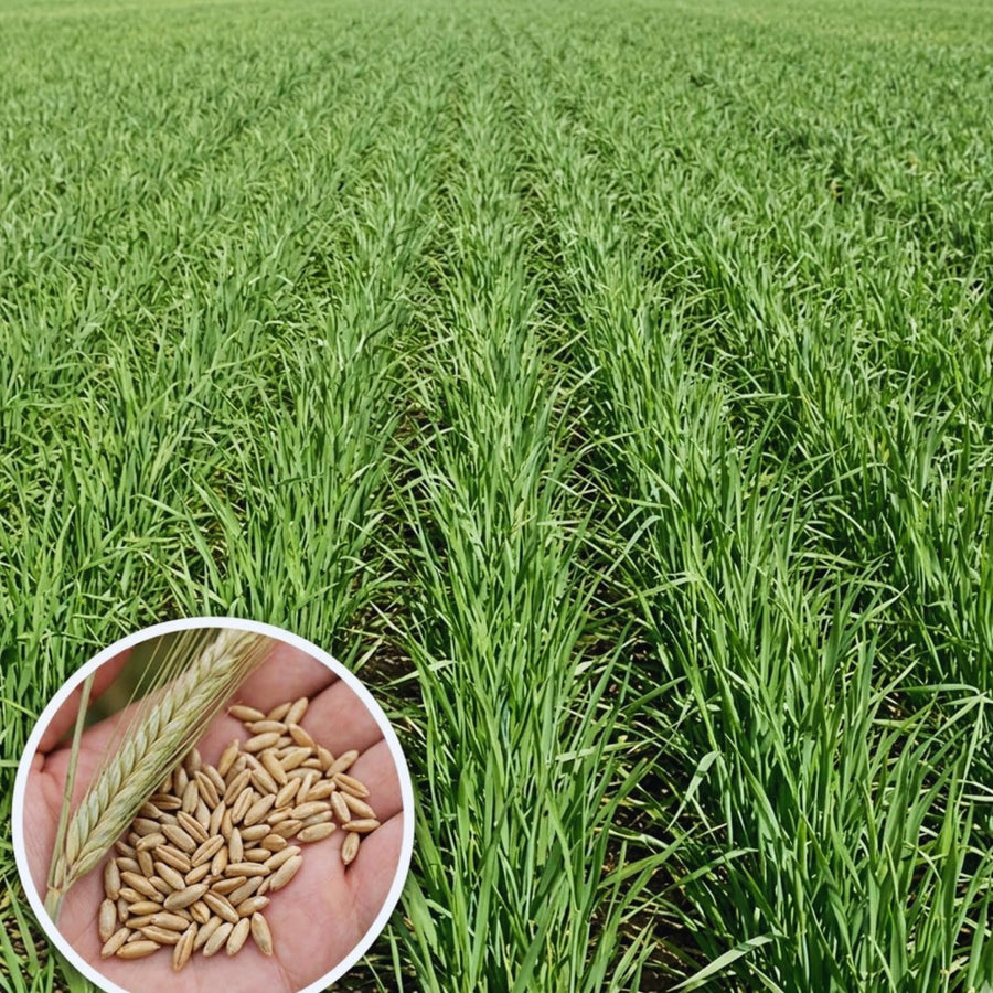 4Lbs Rye Cover Crop Seeds for Planting, Rye Grass Seeds for Garden, Lawn, Outdoor Ground Cover