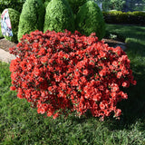 Live Red-Pink Azalea Plant, Cold Hardy Azalea Plant, Reblooming Flowering Azalea Shrub, Rhododendron Like, Azalea Bush for Outdoor Gardening