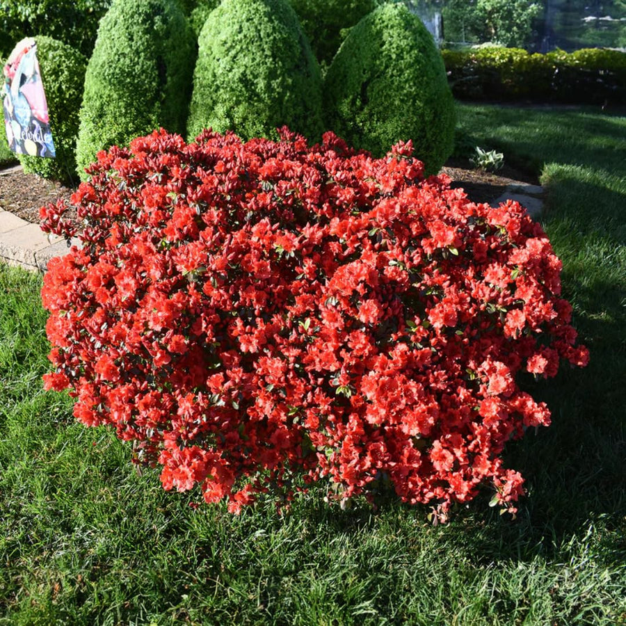 Live Red-Pink Azalea Plant, Cold Hardy Azalea Plant, Reblooming Flowering Azalea Shrub, Rhododendron Like, Azalea Bush for Outdoor Gardening