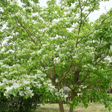 White Fringe Tree Live Shrub 6-10 Inch Tall, White Fringe Plant in Quart Pot, Flowering Tree for Outdoor Spaces, Dormant in Winter