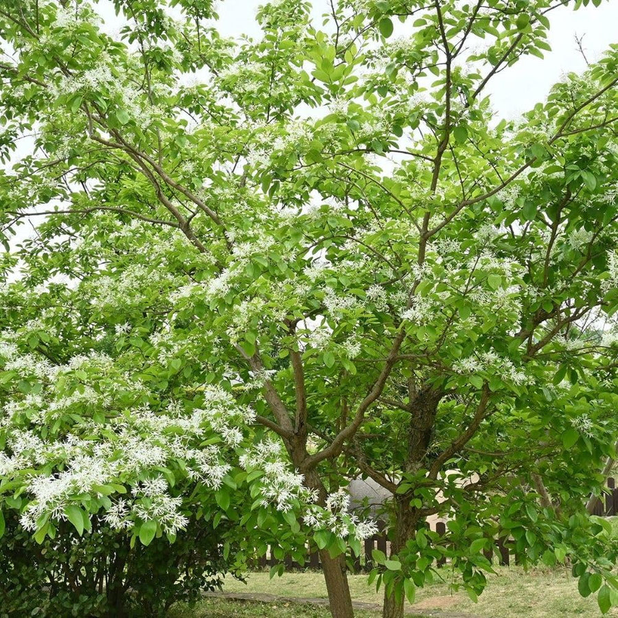 White Fringe Tree Live Shrub 6-10 Inch Tall, White Fringe Plant in Quart Pot, Flowering Tree for Outdoor Spaces, Dormant in Winter