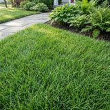 12000 Zoysia Empire Grass Seeds, Zoysia Grass Seeds, Low-Maintenance for Home Yards and Gardens