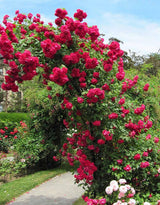 Climber Rose Plant Live - Climbing Rose - Come Bare Root with Soil, No Leaves, 5 to 7 Inches (Don Juan)