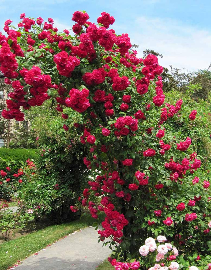 Climber Rose Plant Live - Climbing Rose - Come Bare Root with Soil, No Leaves, 5 to 7 Inches (Don Juan)