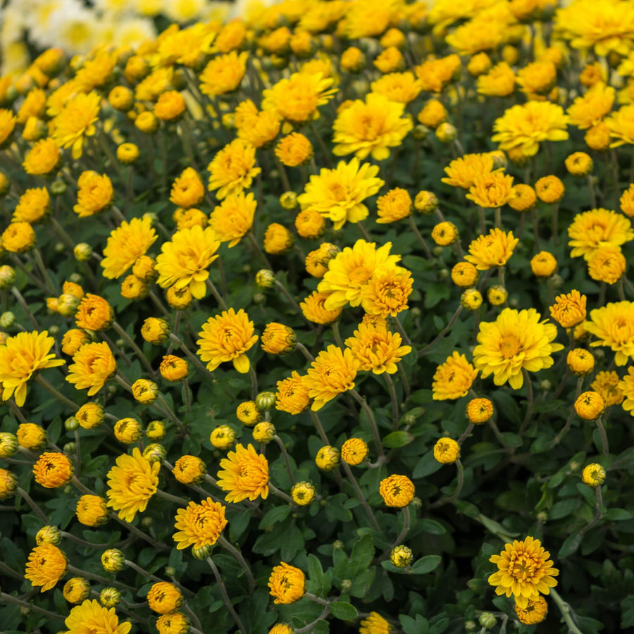 Chrysanthemum Plants Live Tree Well Rooted, 4 to 6 Inches Tall, Mums Plants Live, 2 Plants for The Patio and Garden (Yellow)