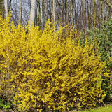 Forsythia Lynwood Gold Tree Live Plant, Forsythia Bush Live Plant, 8-10 Inches Tall in Quart Pot for Outdoor Planting, Dormant in Winter