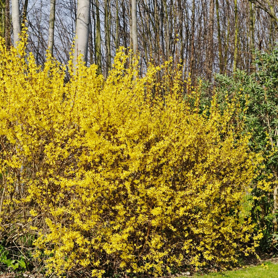 Forsythia Lynwood Gold Tree Live Plant, Forsythia Bush Live Plant, 8-10 Inches Tall in Quart Pot for Outdoor Planting, Dormant in Winter