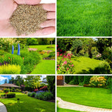 Set 20000 Zoysia Grass Seeds, Zoysia Grass Seeds for Lawn, Low Maintenance, Drought Tolerant Lawns for Home and Yards