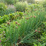 Set 10 Walking Onion Bulbs, 2 Years Old Perennial Garden Onion