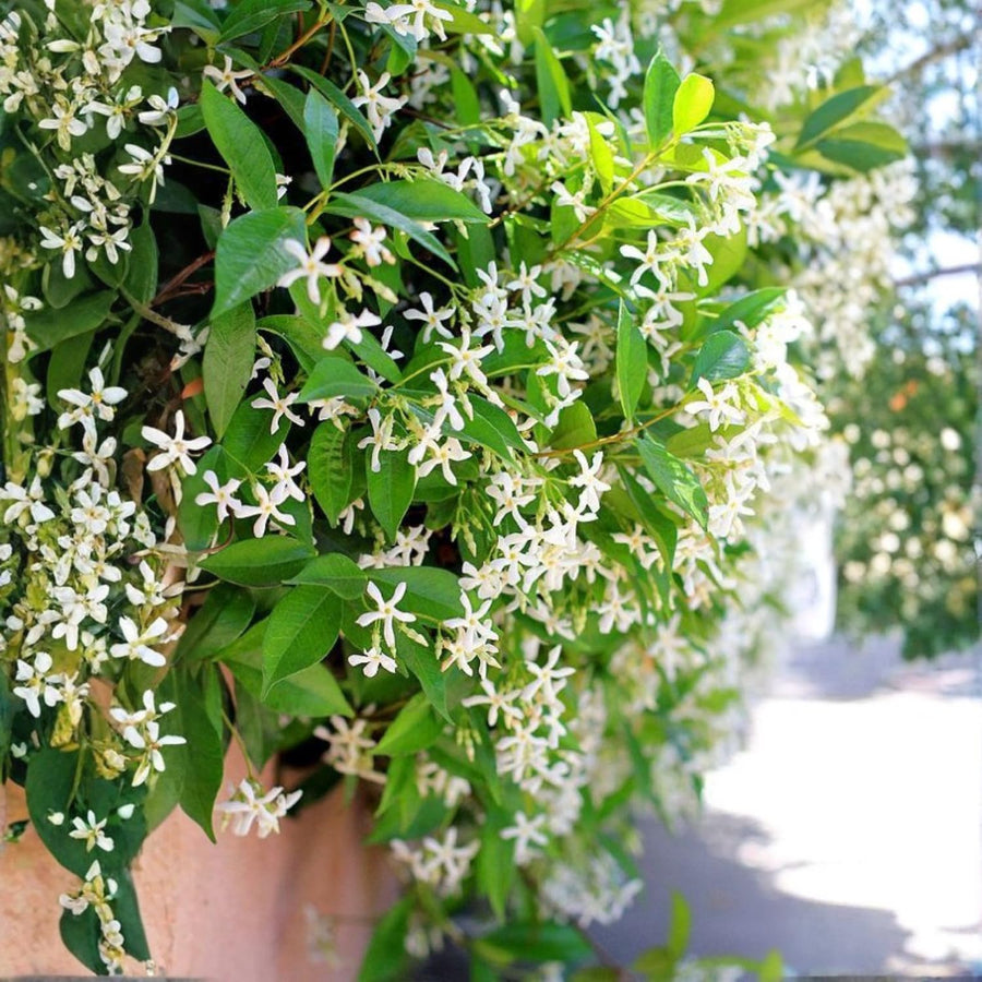 Jasmine Plant, Live Fragrant Jasmine Flower Plants 4'' Pot, Jasmines Well Rooted for Indoor Outdoor Garden (Star Jasmine Flower)