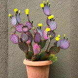 Set 2 Purple Prickly Pear Cactus, Fast Growing Cactus Live Plant 5-8'' Tall, Ready to Grow, Outdoor Garden Planting