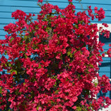 Bougainvillea Plants - Pack 2 Bougainvillea Flowering Plants - Starter from 4 to 6 Inches Tall Bareroot - Growing Outdoor (Red)