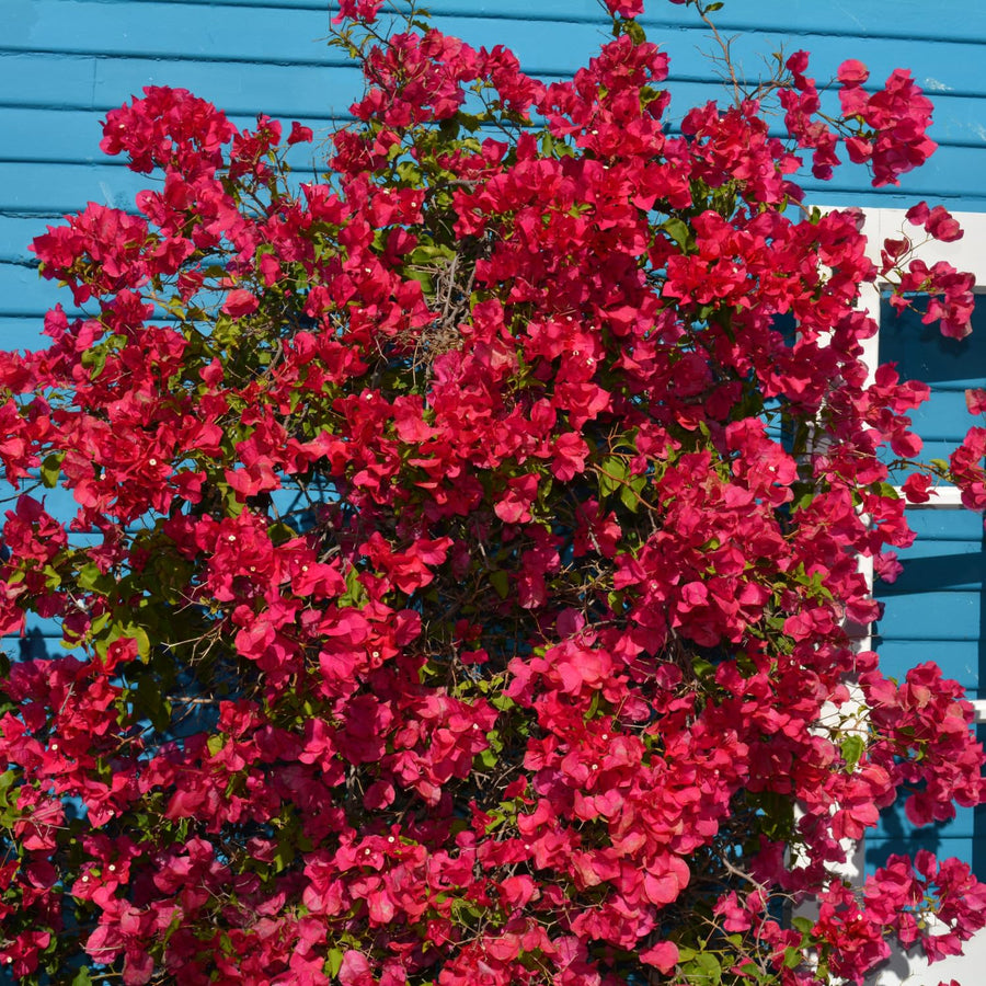 Bougainvillea Plants - Pack 2 Bougainvillea Flowering Plants - Starter from 4 to 6 Inches Tall Bareroot - Growing Outdoor (Red)