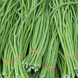 25 Long Green Bush Bean Seeds, Green Bean Vegetable Seeds, High Yield Vegetable for Outdoor Garden and Container Growing