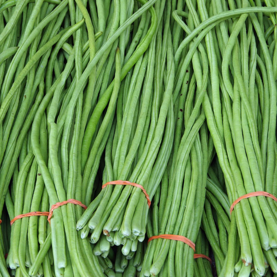 25 Long Green Bush Bean Seeds, Green Bean Vegetable Seeds, High Yield Vegetable for Outdoor Garden and Container Growing