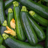 50 Green Zucchini Seeds for Planting, Summer Squash Vegetable Seeds, Garden Seeds for Outdoor Growing