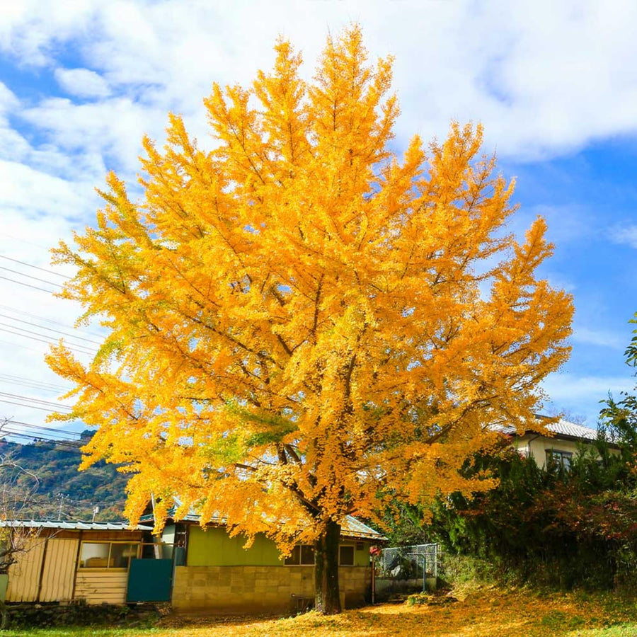 Ginkgo Tree Live Plant, 8 Inches Tall in 4 Inch Pot, Hardy Ornamental Tree for Outdoor Planting