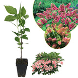 Ruby Hydrangea Plant Live, 4 Inch Pot, 6–12" Tall Cold Hardy Hydrangea Shrub