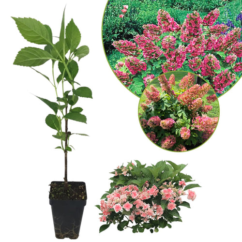 Ruby Hydrangea Plant Live, 4 Inch Pot, 6–12" Tall Cold Hardy Hydrangea Shrub