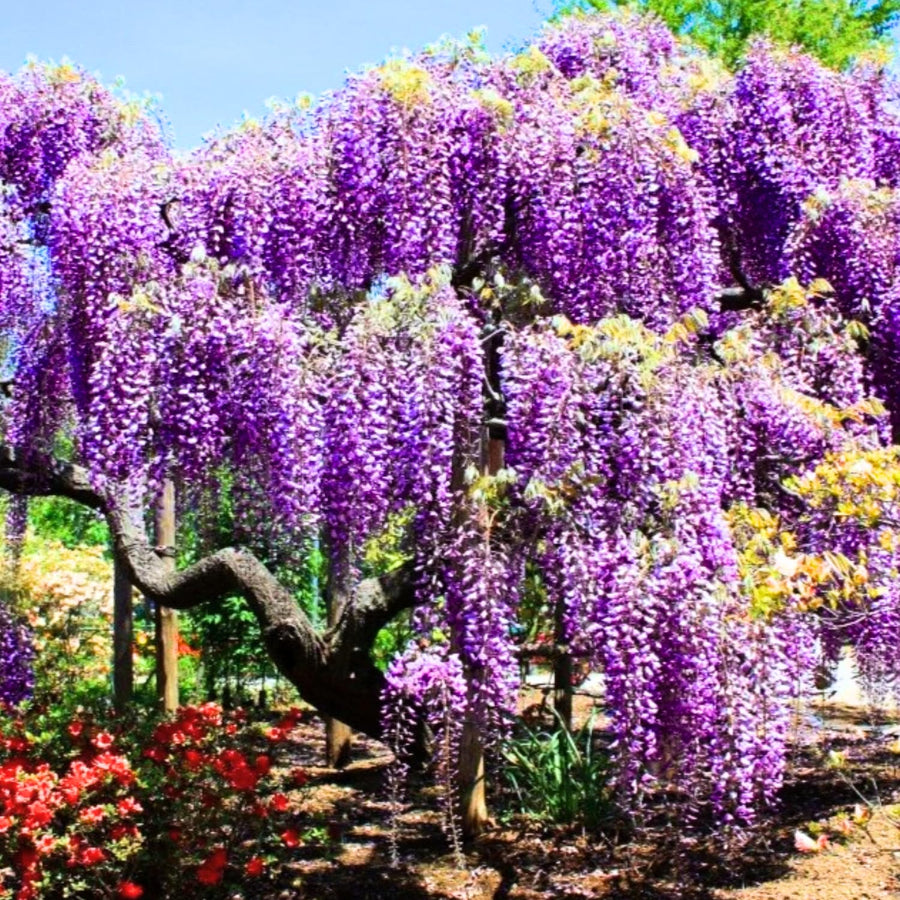 3 Purple Wisteria Trees Live Plants 6 to 12 Inch Height, Purple Wisteria Plant Live to Grow Your Garden, Wisteria Vine Live Plant, Fragrant Wisteria Flowers, in Pots