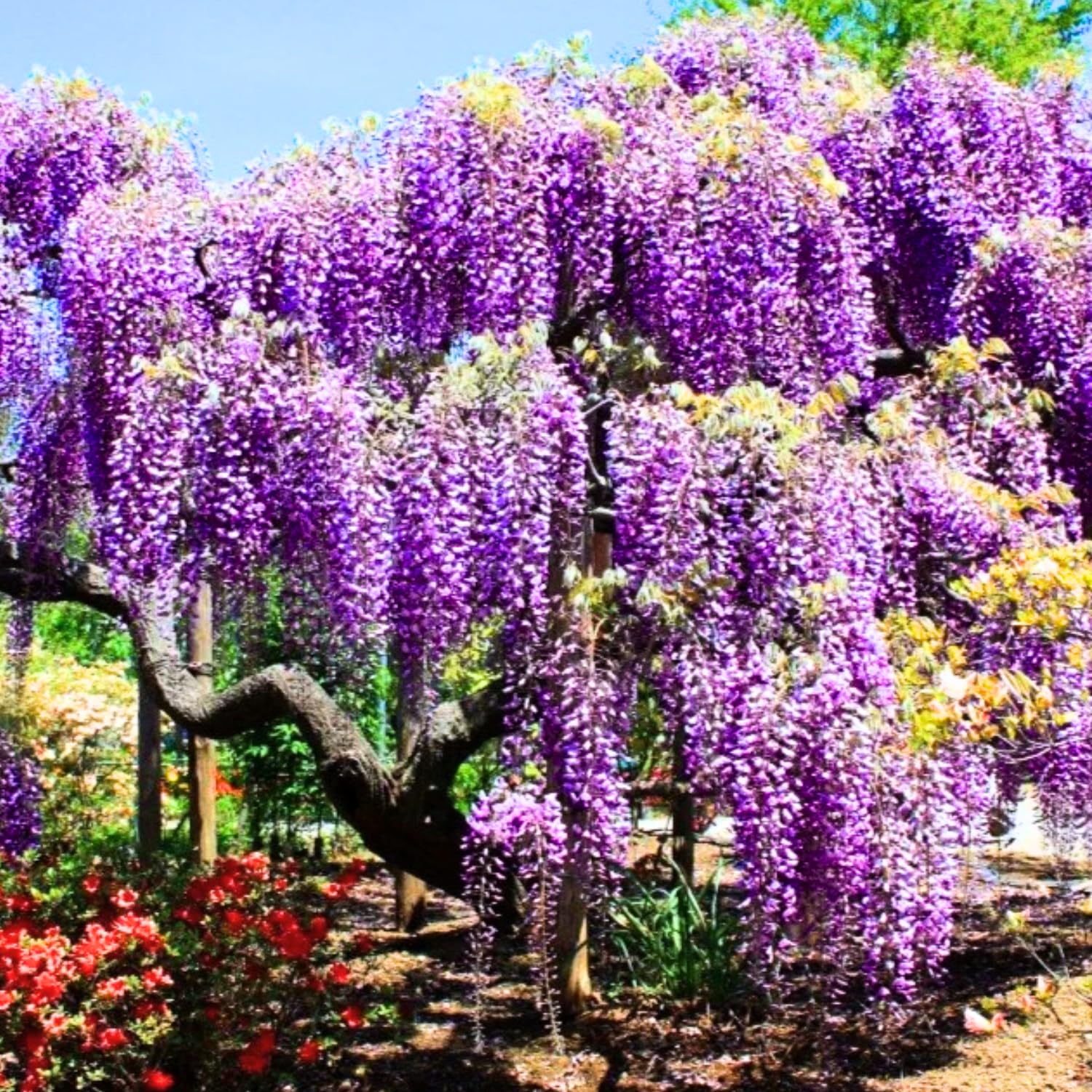 Purple Wisteria Tree Live Plant 6-12 Inc Height, Purple Wisteria Plant Live, Wisteria Vine Live Plant, Fragrant Flowers, in Pot