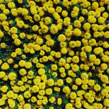 2 Marigold Live Plants for Outside, Yellow Marigold Plants Live, 4 to 6 Inc Tall Starter Plant Growing