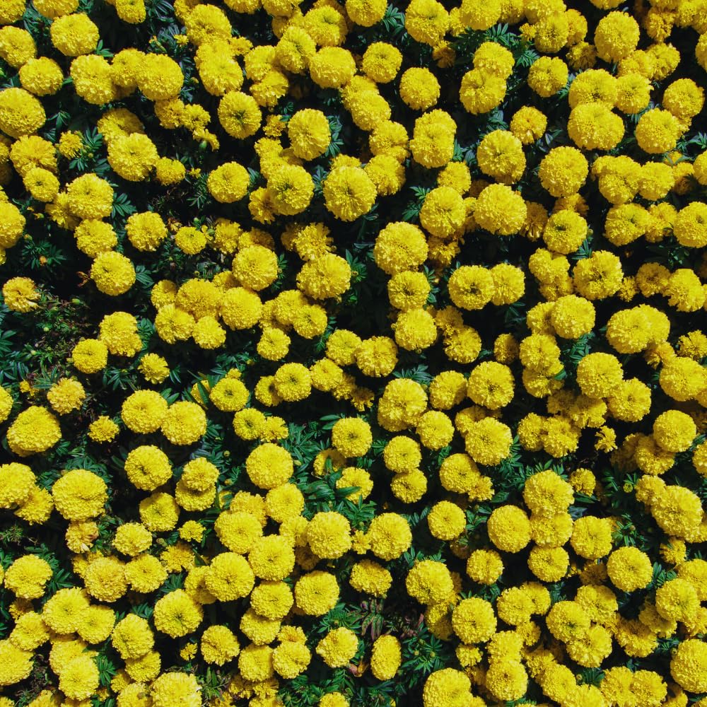 2 Marigold Live Plants for Outside, Yellow Marigold Plants Live, 4 to 6 Inc Tall Starter Plant Growing