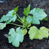 2 Yellow Zucchini Plants Live, 5-9 Inches Tall, Squash Vegetable Plant for Home Garden, Easy to Plant and High Yields