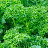 Live Parsley Plants, Parsley Plant Live for Planting Outdoor Garden, 4 to 6 Inches Tall in Pot