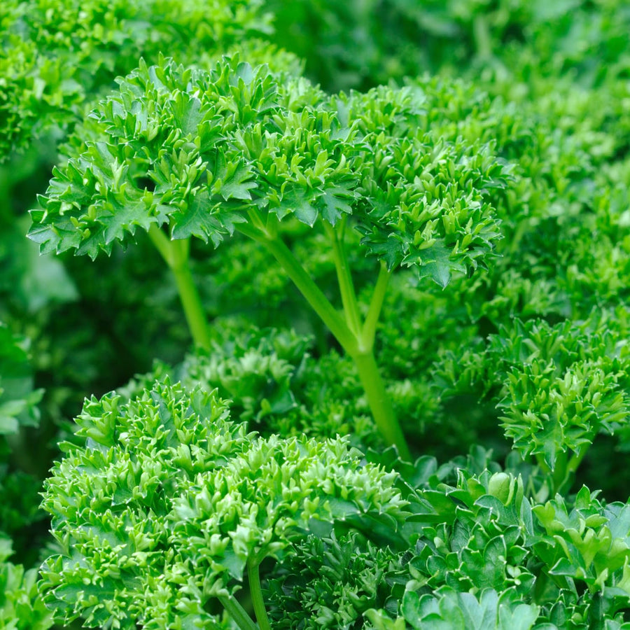 Live Parsley Plants, Parsley Plant Live for Planting Outdoor Garden, 4 to 6 Inches Tall in Pot