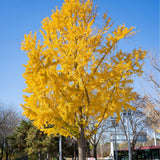 Ginkgo Biloba Tree Live Plant 1 Year Old Seedling, Yellow Maidenhair Tree for Outdoor Planting, 6-10 Inches in Tall in 4" Potted