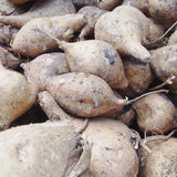 96 Heirloom Jicama Seeds, Jimaca Climbing for Vegetable Gardening