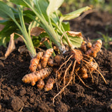 10 Turmeric Roots for Planting, Curcuma Turmeric Plant Rhizomes, Tropical Garden Plant for Outdoor or Indoor Container Growing