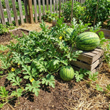 Pack of 50 Sugar Watermelon Seeds, Red Watermelon Live Plant, Sweet Fruit, Melon Seed for Outdoor Garden and Home Growing