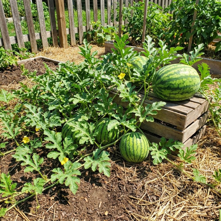 Pack of 50 Sugar Watermelon Seeds, Red Watermelon Live Plant, Sweet Fruit, Melon Seed for Outdoor Garden and Home Growing