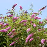 Butterfly Bush Plant for Plant, Size 5 to 7 Inch Tall Plant, Without Pot, Butterfly Bushes Plant (Pink Flowers)