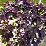 Purple Shamrock Plant Live, Starter Oxalis Plant in 4" Pot, Easy Care Ornamental Houseplant for Patio, Container and Home Gardening