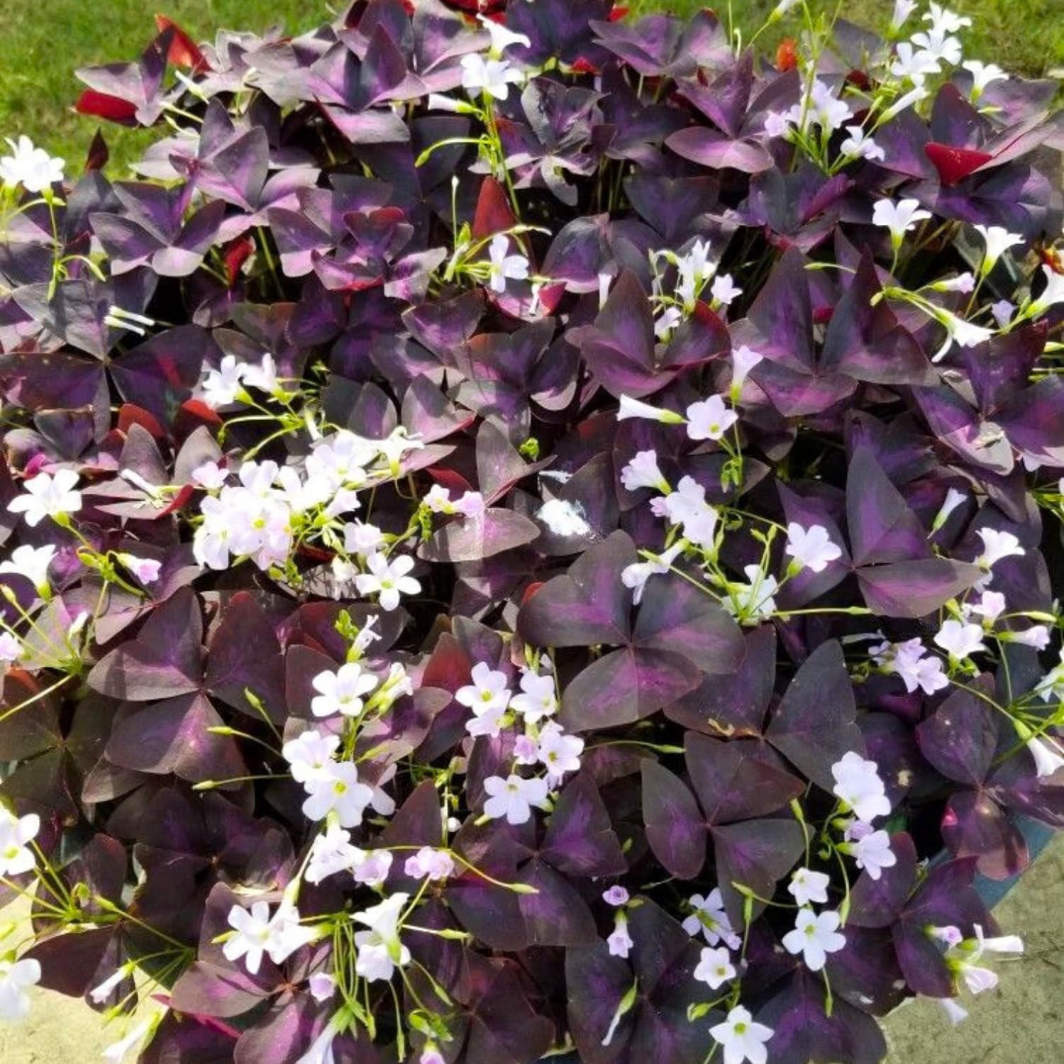 Purple Shamrock Plant Live, Starter Oxalis Plant in 4" Pot, Easy Care Ornamental Houseplant for Patio, Container and Home Gardening