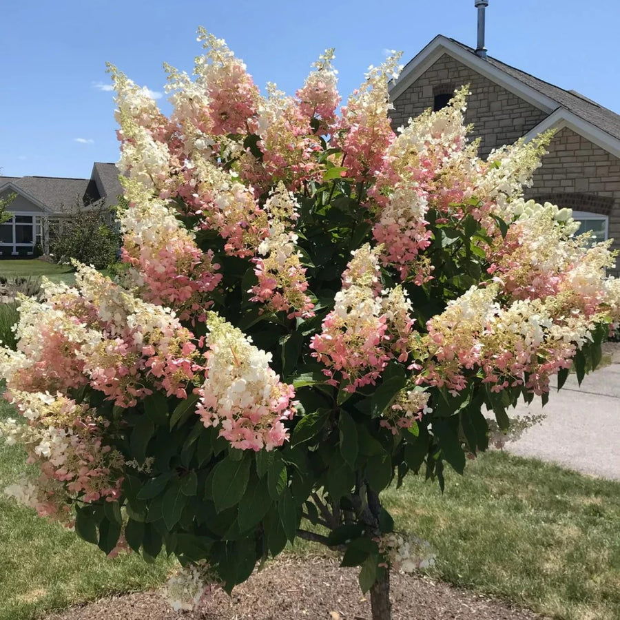 Pink Hydrangea Live Plant, Quart Pot, Color Changing Hydrangea Bush, Hardy Perennial Flowering Shrub, 8-14" Tall