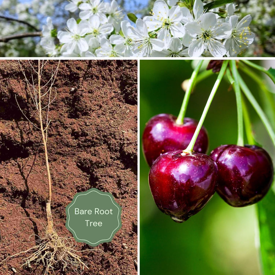 2 Black Cherry Trees Live Plants, 12-18 Inch Tall, Wild Black Cherry Plant Live, Sweet Cherry Fruit Tree, Bareroots Dormant