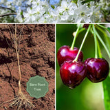 Set 2 Black Cherry Trees Live Plants, Sweet Cherry Plant Live Fruit Tree, 1-2 Feet Tall, Cherry Tree Plant for Planting, Bareroots