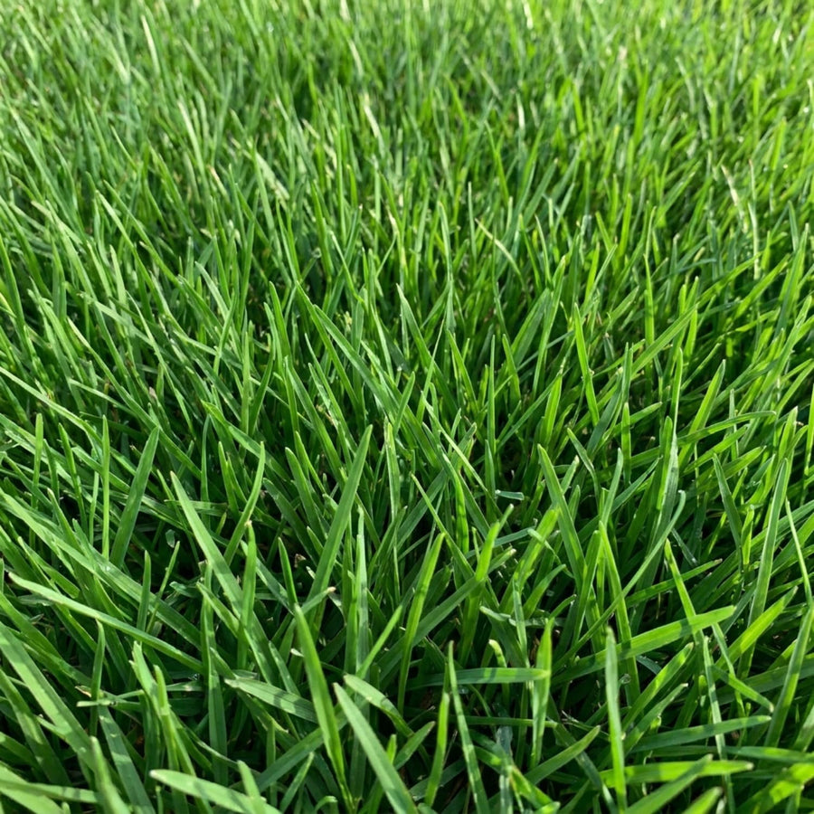 12000 Zoysia Empire Grass Seeds, Zoysia Grass Seeds, Low-Maintenance for Home Yards and Gardens