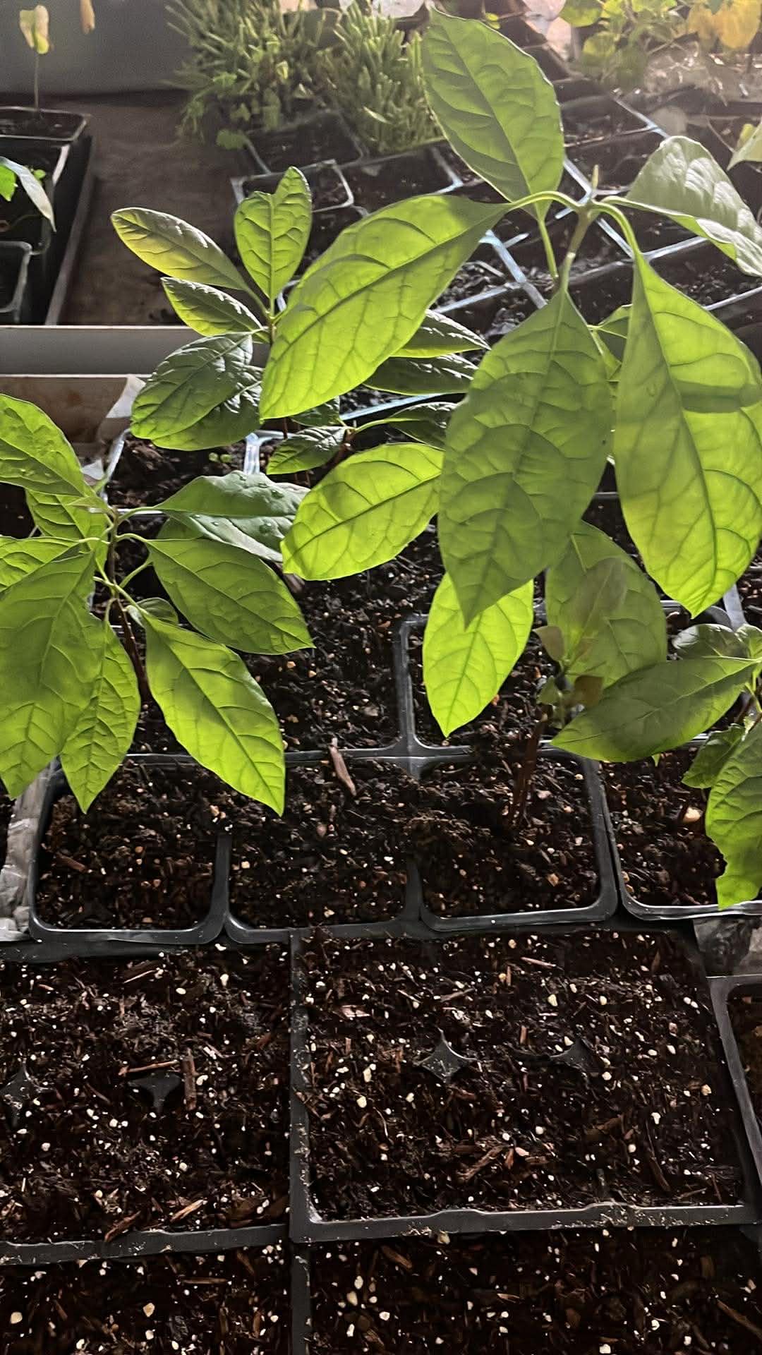 2 HASS Avocado Trees Live Plants Seedling, 5-10" in Tall, Cold Hardy Avocados Plant Tropical, HASS Avocado Plant Stater Size