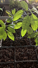 2 HASS Avocado Trees Live Plants Seedling, 5-10" in Tall, Cold Hardy Avocados Plant Tropical, HASS Avocado Plant Stater Size